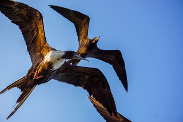 Frigatebird