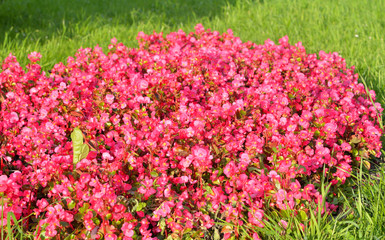 Obraz premium Flowerbed with red flowers.