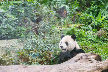 a young giant panda in the nature