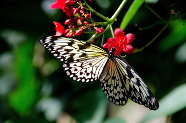 Fototapeta na wymiar Paper, kite butterfly on red geranium flowers