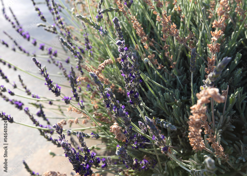 Canvas Prints lavender flowers