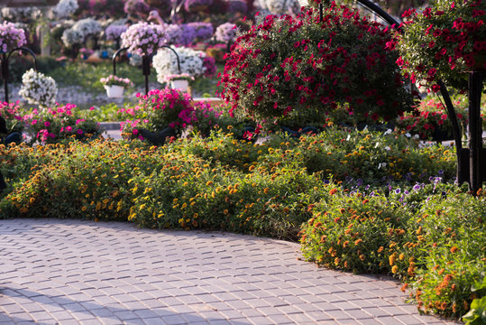 Dubai Miracle Garden