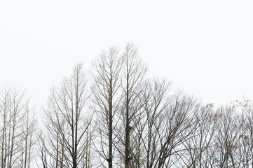tree branch with white background