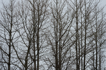 Fototapeta na wymiar tree branch with white background