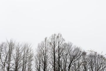 tree branch with white background