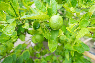 fresh lime on the branch in a lime farm