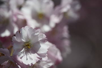 Obraz premium kirschblüte 01