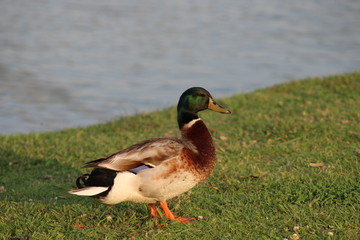Duck