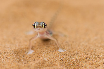 Close up a desert gecko