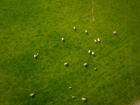 Herd Of Sheep in green field Aerial
