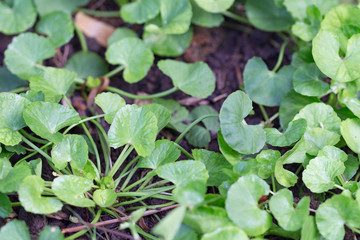 Green Gotu kola, Asiatic pennywort, Indian pennywort