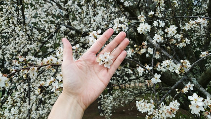 Hand of white caucasian woman holding blossoming cherry flowers between fingers of hand on background of cherry tree branches