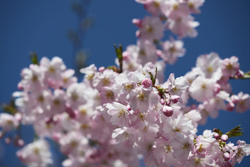 kirschblüte 04