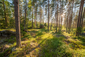 Fototapeta na wymiar Forest in Finlad at summer day