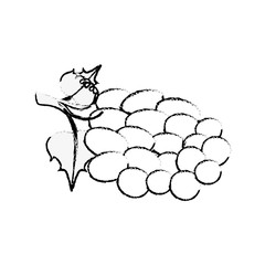 bunch of grapes icon over white background. vector illustration