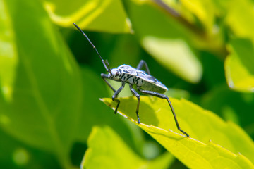 Pentatomomorpha hemiptera bug on leaf