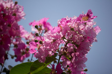 Pink mix White flowers or Tabebuia rosea blossom