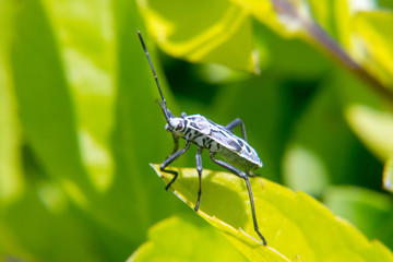 Pentatomomorpha hemiptera bug on leaf