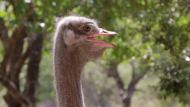 OSTRICH Head side view left to right profile Breathe blink against bushveld trees background