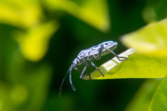 Pentatomomorpha hemiptera bug on leaf