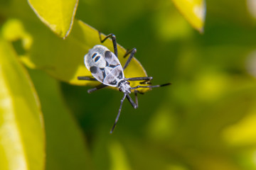 Pentatomomorpha hemiptera bug on leaf