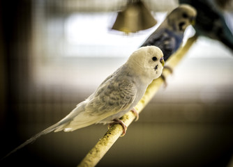 parekeet bird