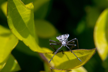 Pentatomomorpha hemiptera bug on leaf