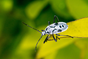 Pentatomomorpha hemiptera bug on leaf
