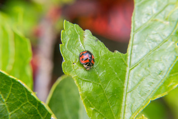 Ladybug on leaf