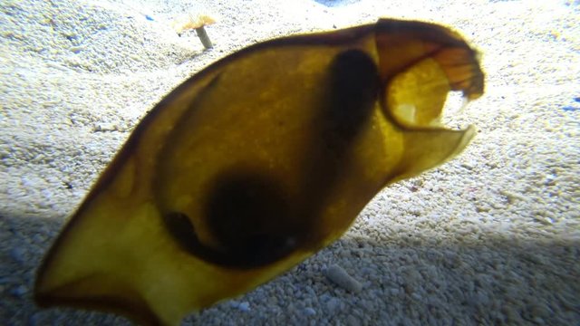 Shark egg in Aquarium