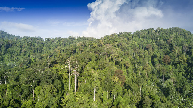Fototapeta Rainforest