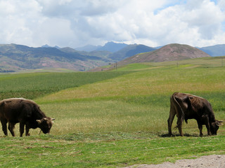 Agricultural field in Sacred Valley, Cusco