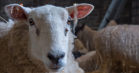 Ewe mother sheep standing in straw inside a barn