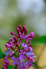 Obraz premium Green branch with spring lilac flowers