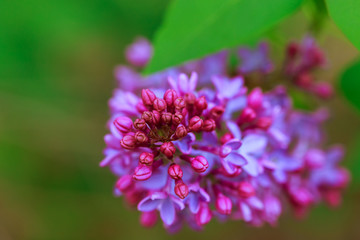 Close-up of lilac on colorful background