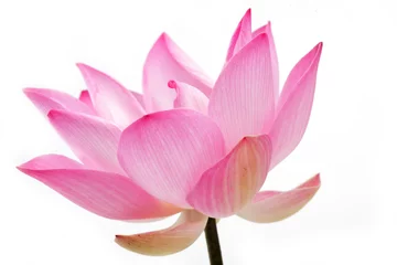 Deurstickers Lotusbloem lotusbloem geïsoleerd op een witte achtergrond.