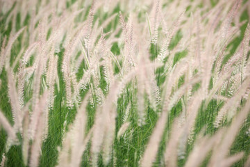 autumn reeds grass background texture