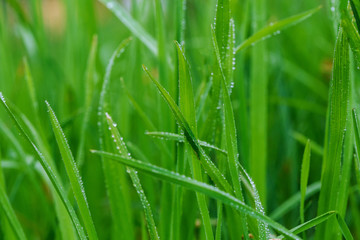 Fresh morning dew on spring grass, natural background - close up