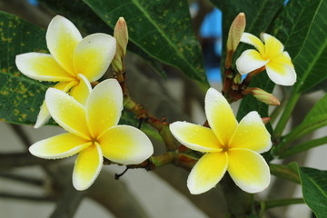 プルメリア