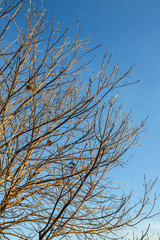 Tree and sky background 