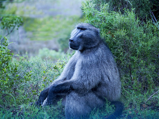 Wild baboon sitting in bush looking pensive