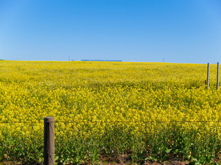 Canola field South Africa.