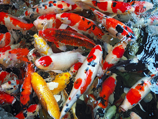 The beautiful koi fish in pond in the garden.