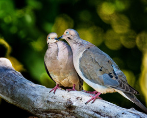 Love is in the air