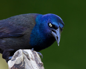 Nasty Grackle