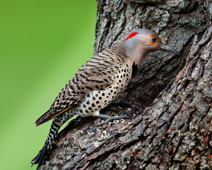 Northern Flicker