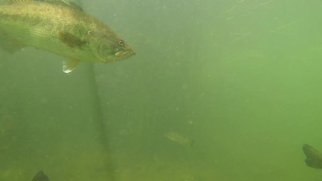 Close Up View of Several Largemouth Bass