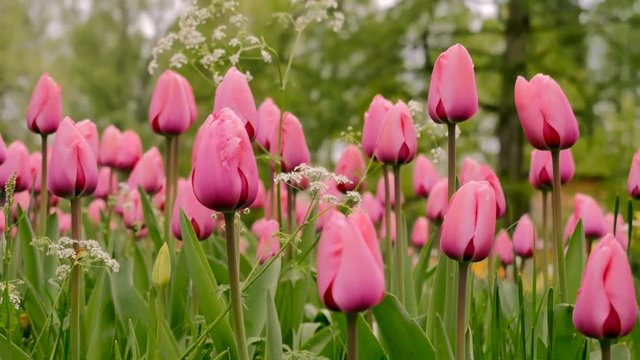 Fresh pink tulips field (Vintage Style). The camera moves back on the slider. Color correction.