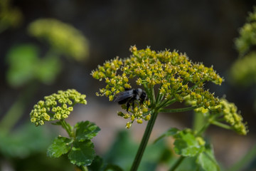 Macro shot of Beetle on flower