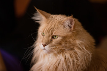 Maine Coon Kater Rot